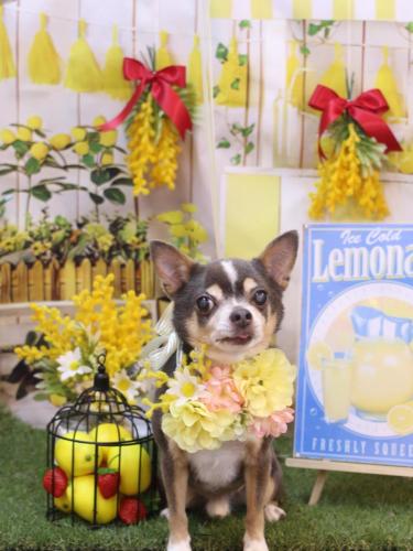 20240406メルくん 